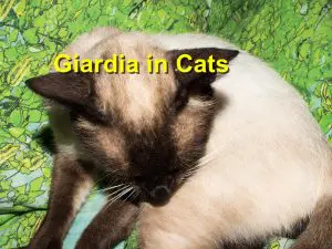 Read more about the article Giardia in Cats