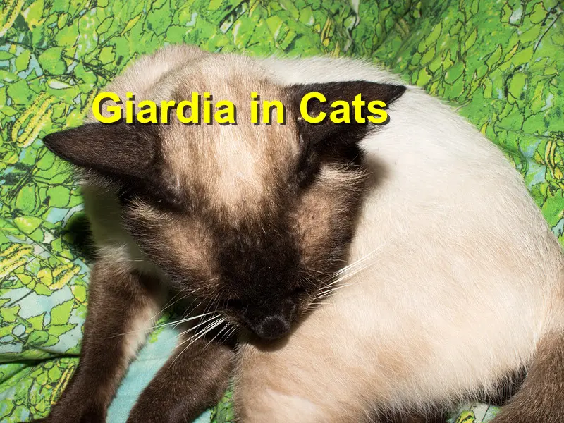 You are currently viewing Giardia in Cats