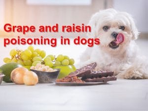 Read more about the article Grape and raisin poisoning in dogs