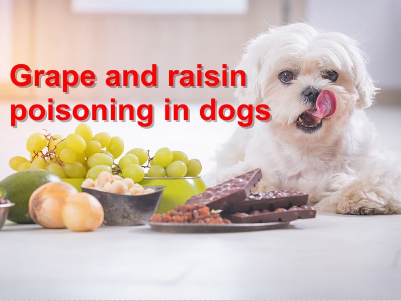 You are currently viewing Grape and raisin poisoning in dogs