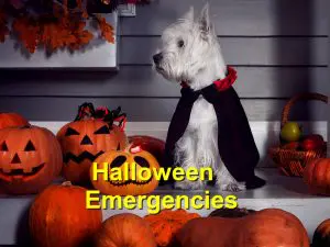 Read more about the article Halloween Emergencies