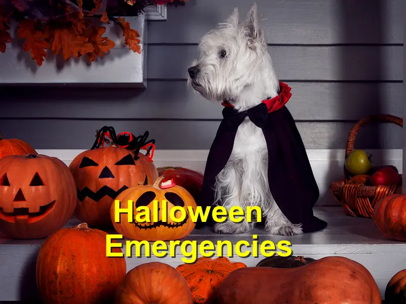 You are currently viewing Halloween Emergencies