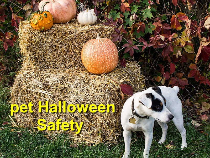 You are currently viewing Halloween Safety