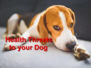 Read more about the article Health Threats to your Dog