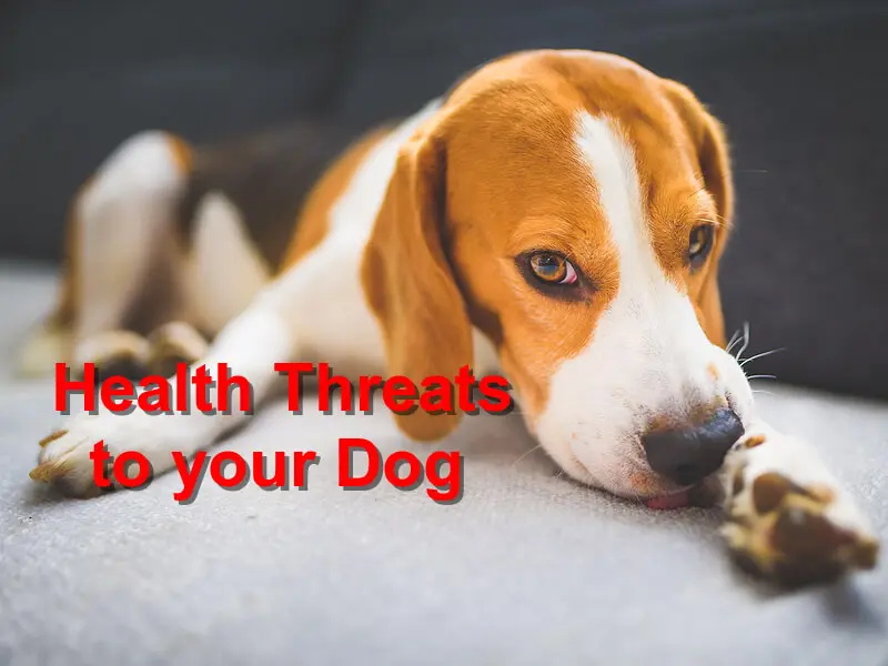 You are currently viewing Health Threats to your Dog