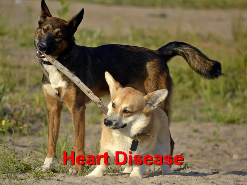 You are currently viewing Heart Disease in Dogs