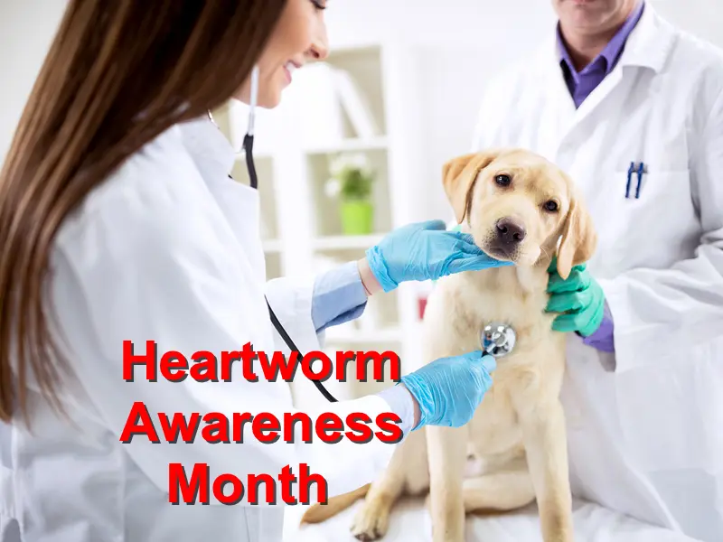 You are currently viewing Heartworm Awareness Month