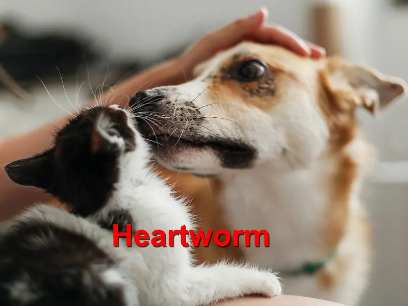You are currently viewing Heartworm