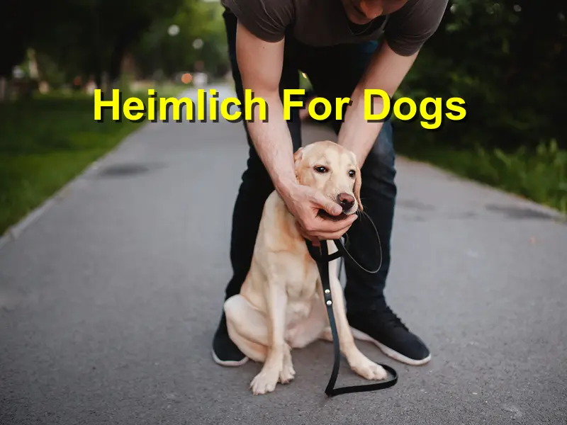 Read more about the article Heimlich For Dogs