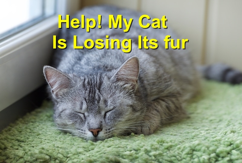 Help My Cat Is Losing Its fur  Emergency Animal Care Braselton