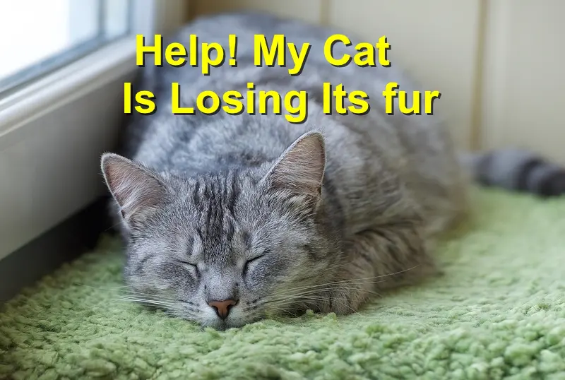 You are currently viewing Help! My Cat Is Losing Its fur