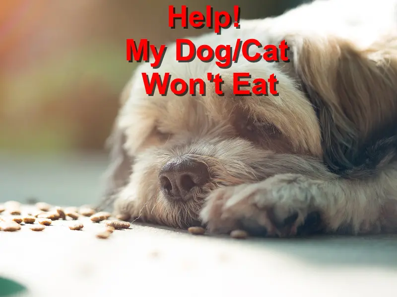 You are currently viewing Help! My Dog/Cat Won’t Eat