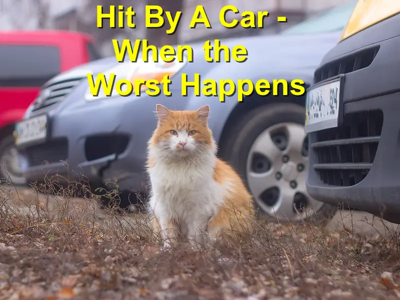 You are currently viewing Hit By A Car – When the Worst Happens