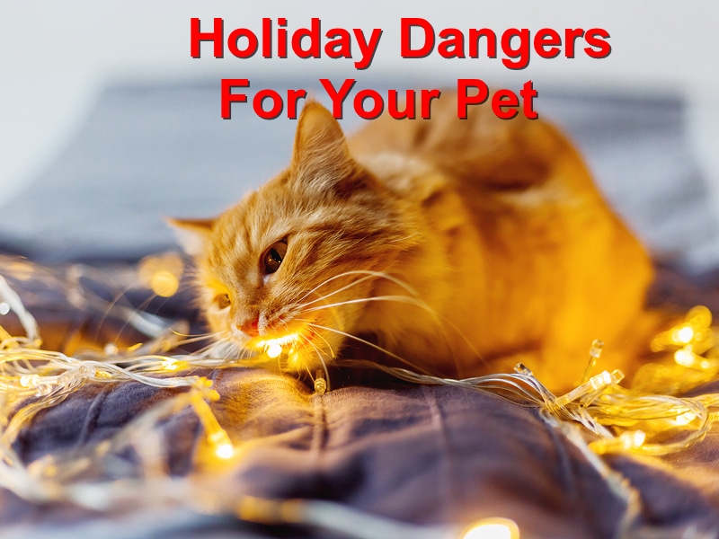 Read more about the article Holiday Dangers For Your Pet