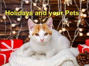 Read more about the article Holidays and your Pets