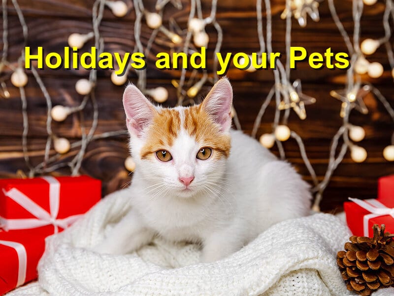 You are currently viewing Holidays and your Pets