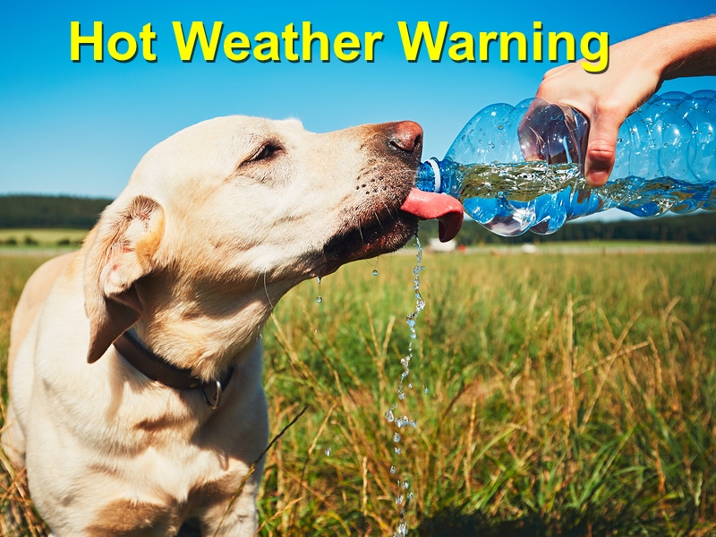Read more about the article Hot Weather Warning and How to Keep Your Pet Cool This Summer