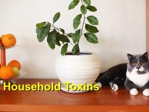 Read more about the article Household Toxins