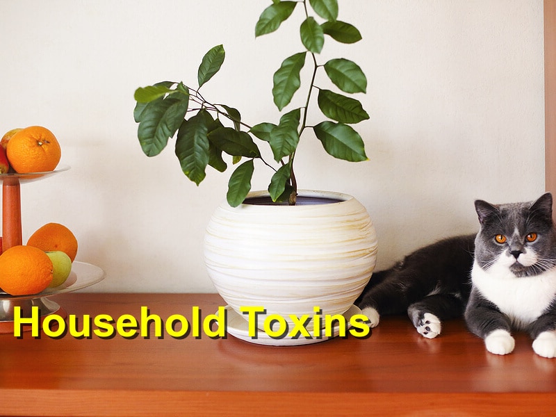 You are currently viewing Household Toxins