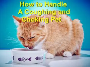 Read more about the article How to Handle A Coughing and Choking Pet