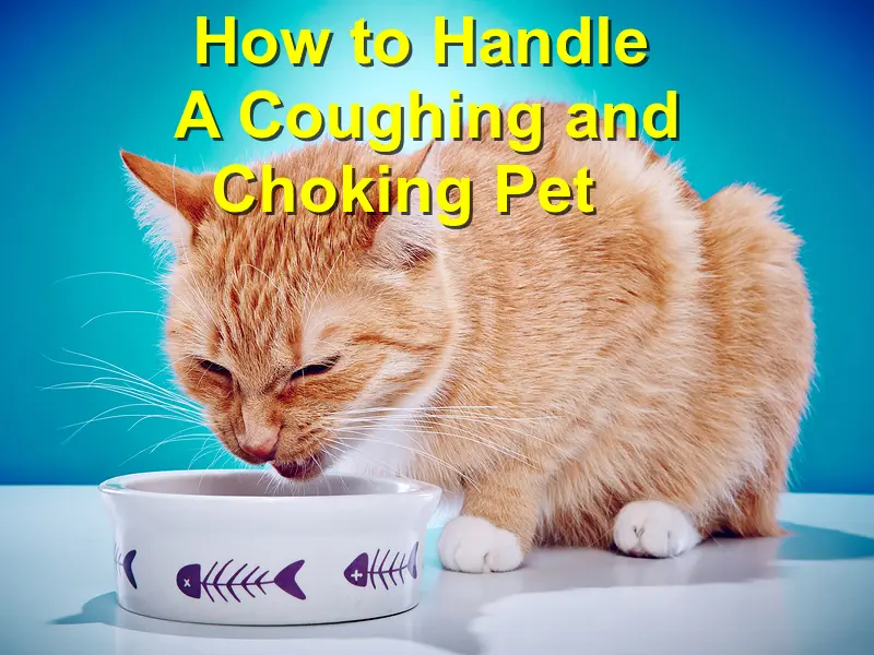 You are currently viewing How to Handle A Coughing and Choking Pet