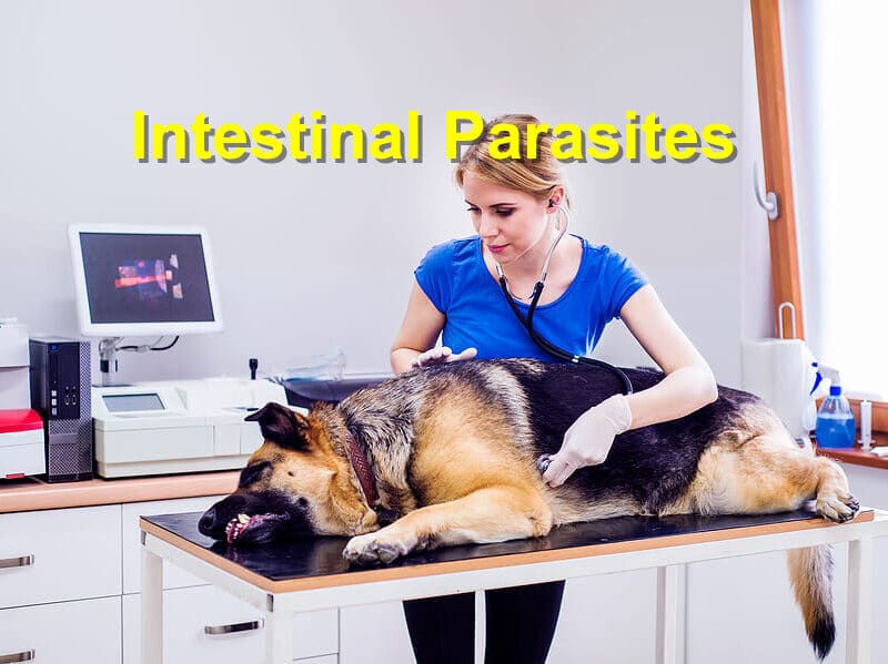 You are currently viewing Intestinal Parasites
