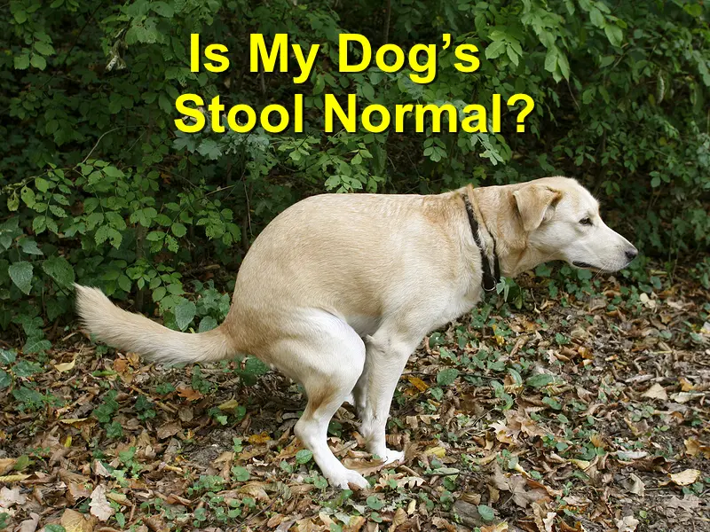 You are currently viewing Is My Dog’s Stool Normal