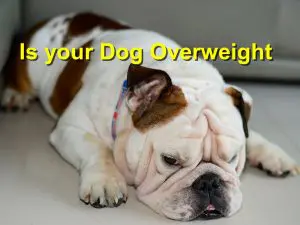 Read more about the article Is your Dog Overweight