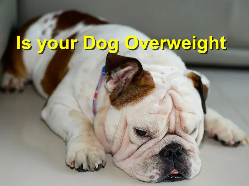 You are currently viewing Is your Dog Overweight