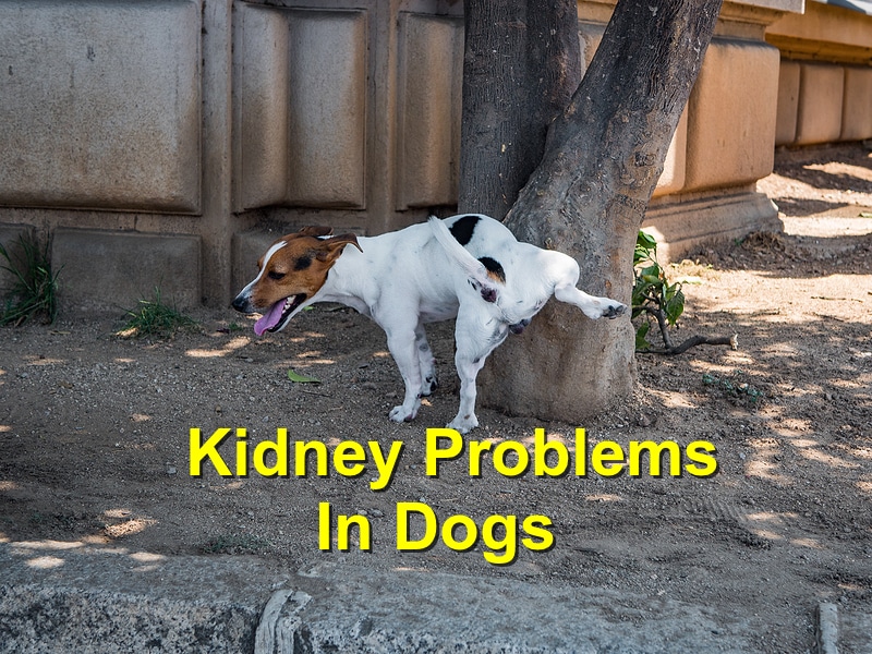 Read more about the article Kidney Problems in Dogs