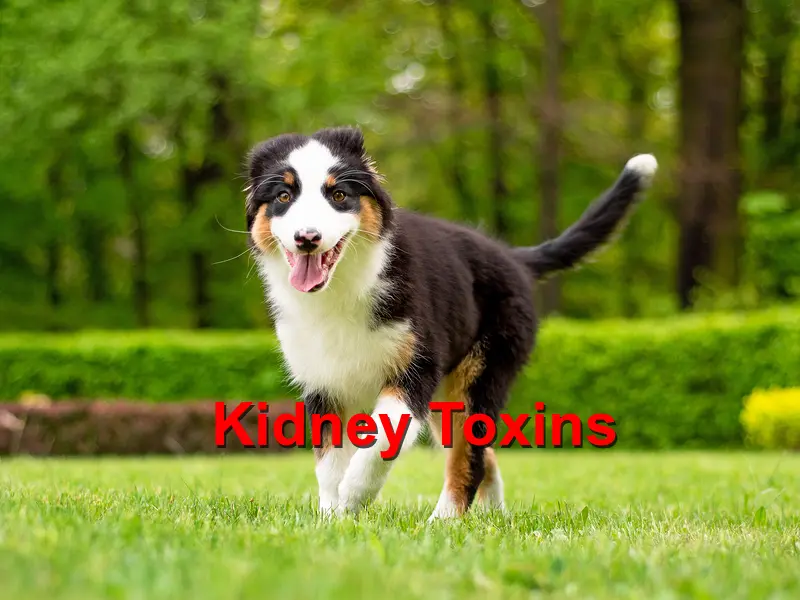 Read more about the article Kidney Toxins