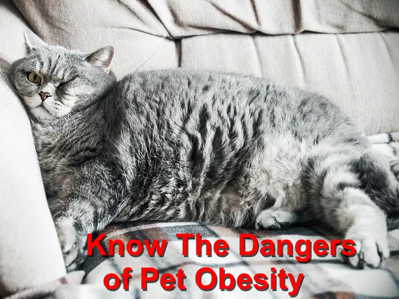 You are currently viewing Know The Dangers of Pet Obesity