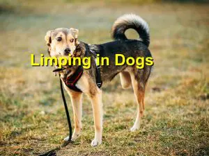 Read more about the article Limping in Dogs