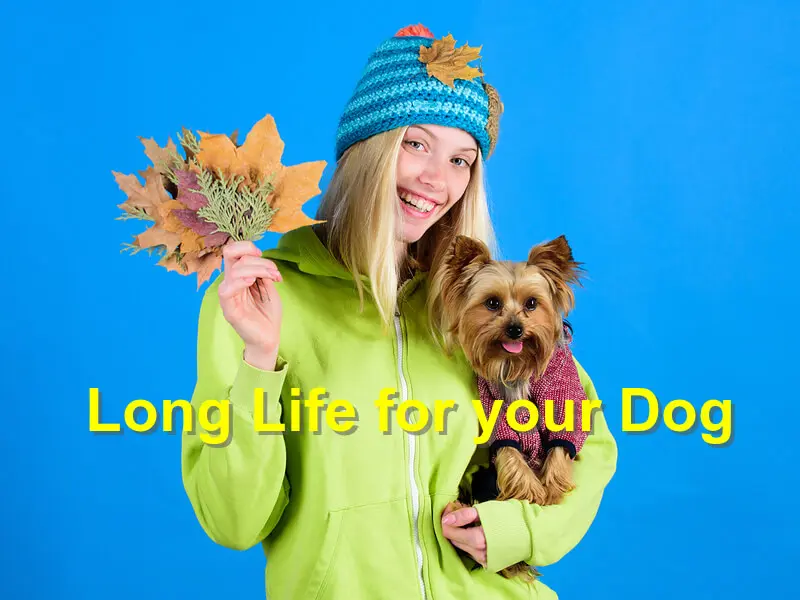 You are currently viewing Long Life for your Dog