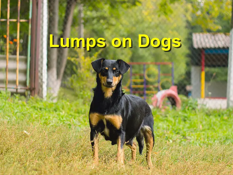 You are currently viewing Lumps on Dogs