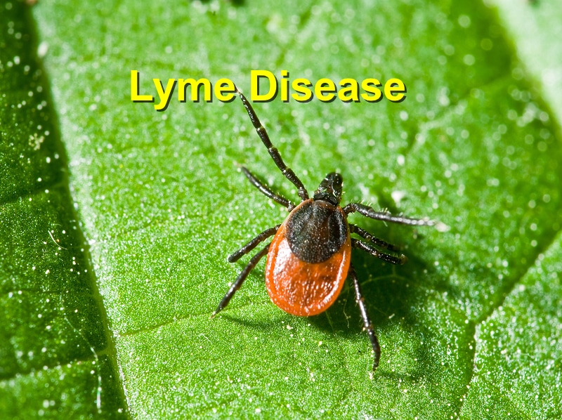 Read more about the article Lyme disease