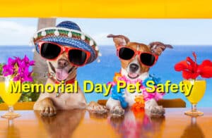 Memorial Day pet safety