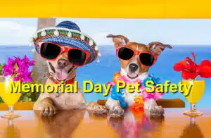 Memorial Day pet safety