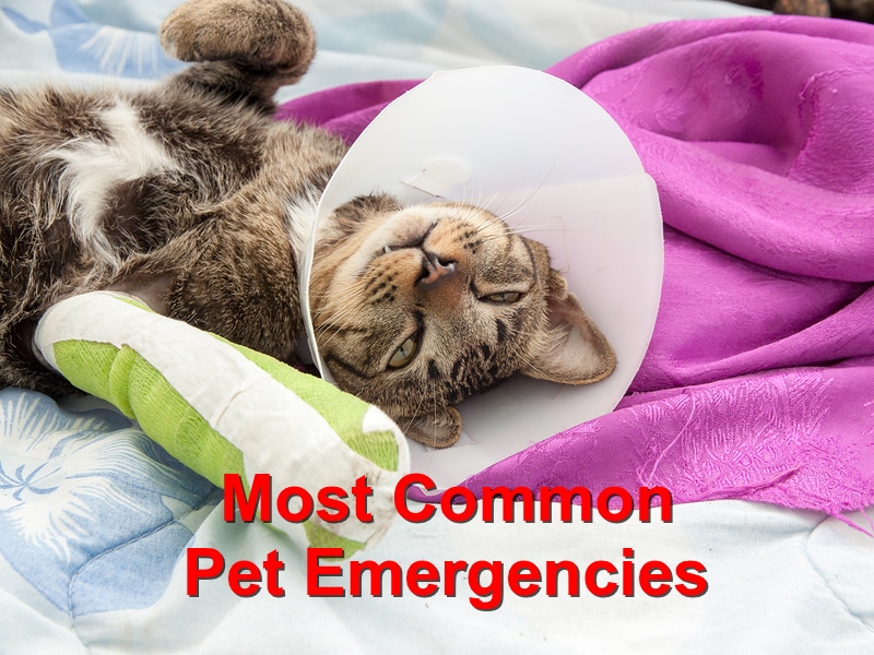 Most Common Pet Emergencies