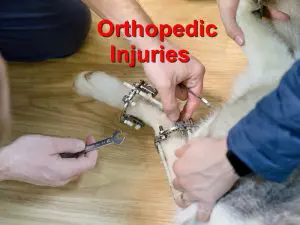 Read more about the article Orthopedic Injuries