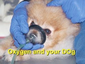 Read more about the article Oxygen and your Dog