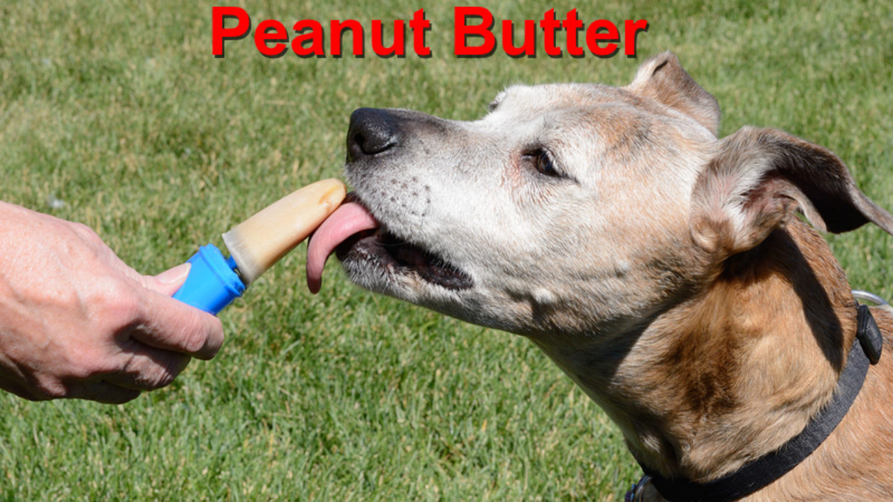 peanut butter dogs xylitol