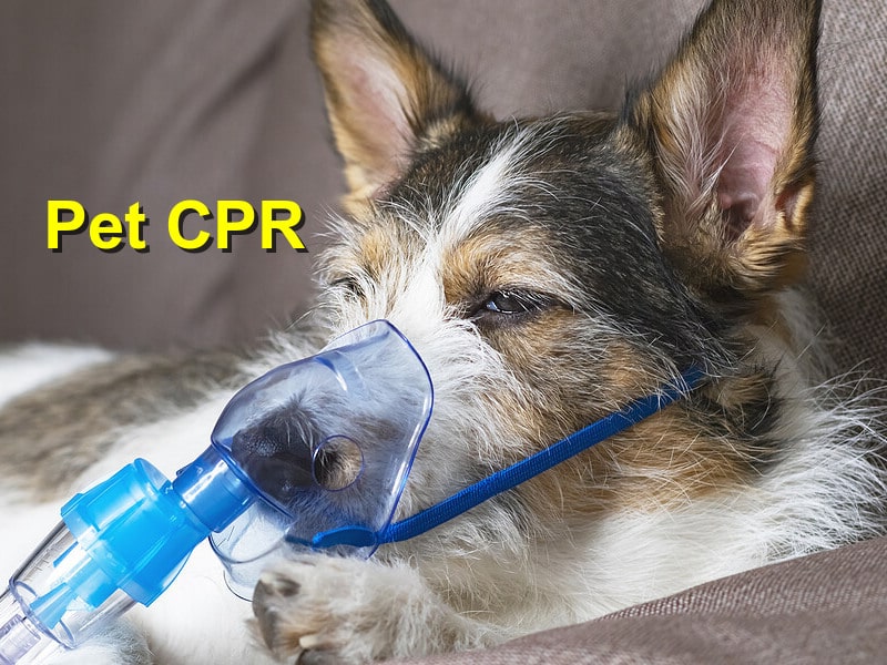 You are currently viewing Pet CPR