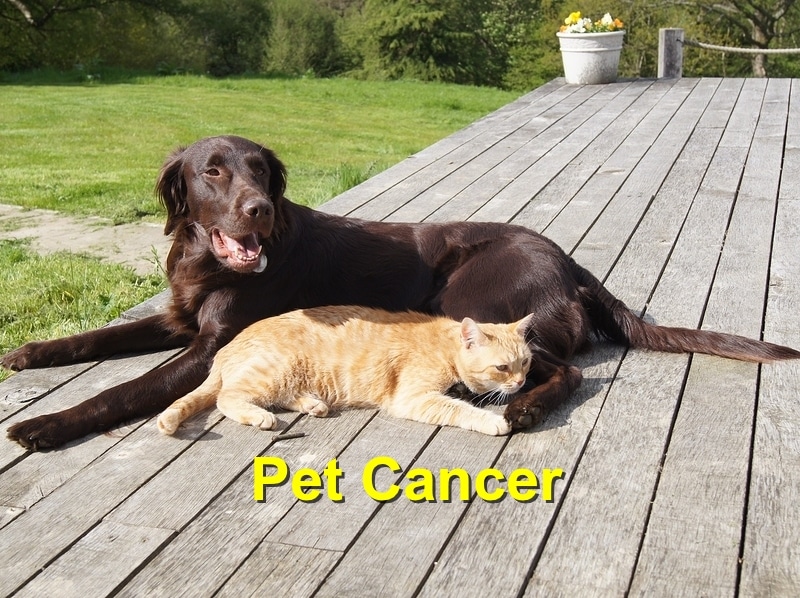 Read more about the article Pet Cancer