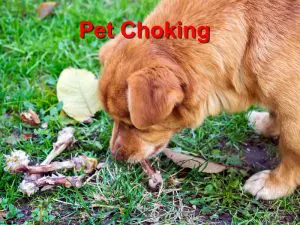 Read more about the article What to do when Your Pet Chokes