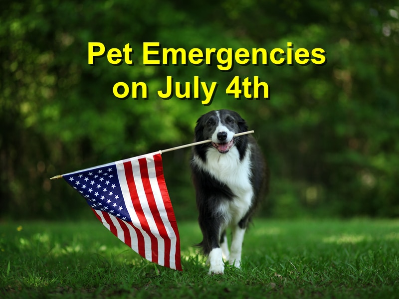Read more about the article 4th of July – Common Pet Emergencies