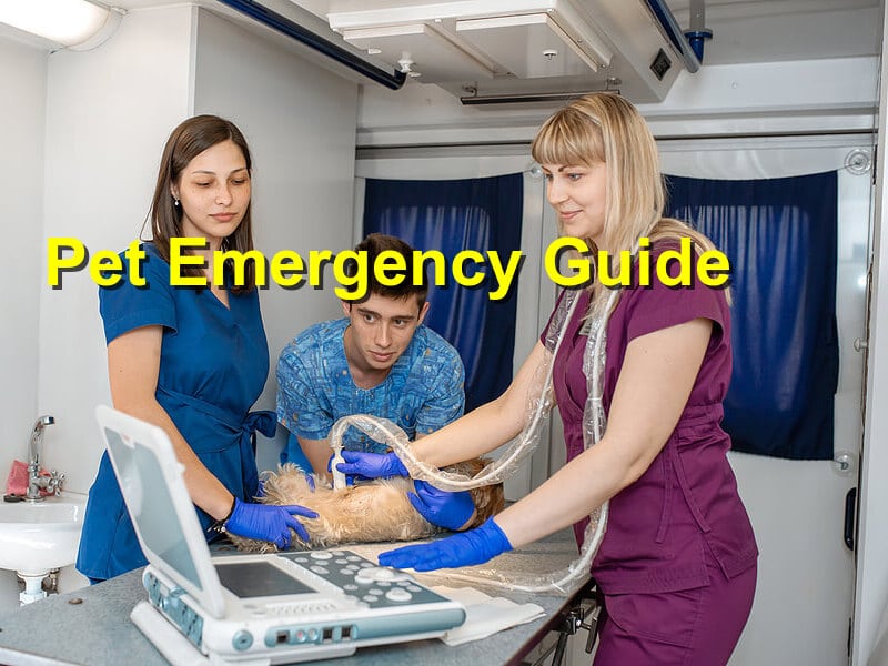 Read more about the article Pet Emergency Guide