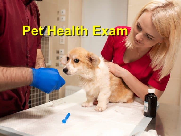 Pet Health Exam - Emergency Animal Care Braselton