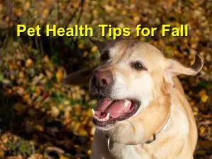 Read more about the article Pet Health Tips for Fall