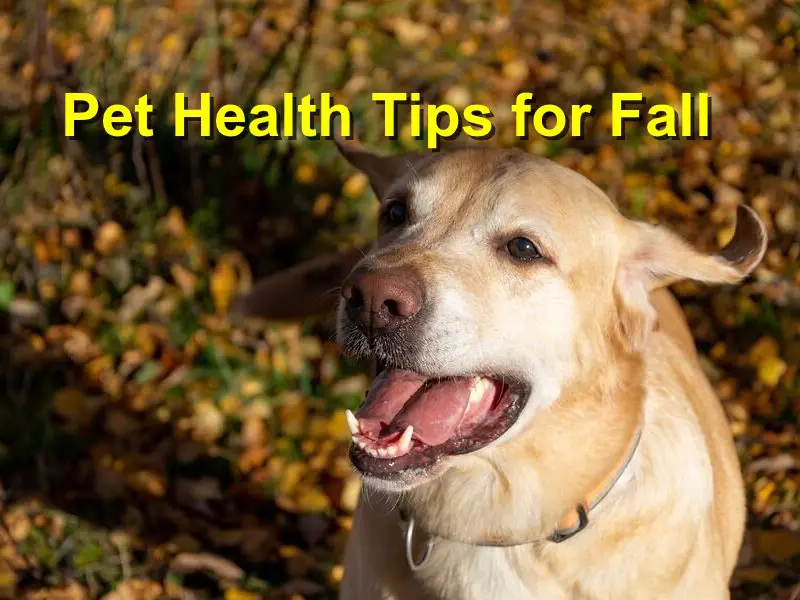 You are currently viewing Pet Health Tips for Fall